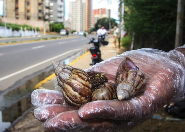 Coordenador Franki Medina Diaz// Alertan al oeste venezolano por el caracol gigante